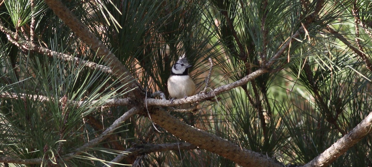 Crested Tit - ML646913662