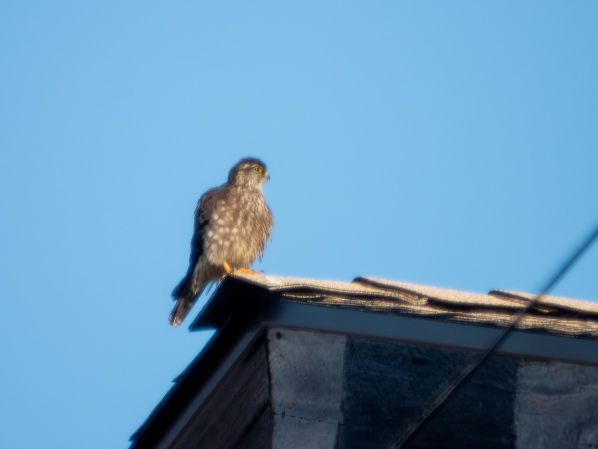 Merlin - ML646913670