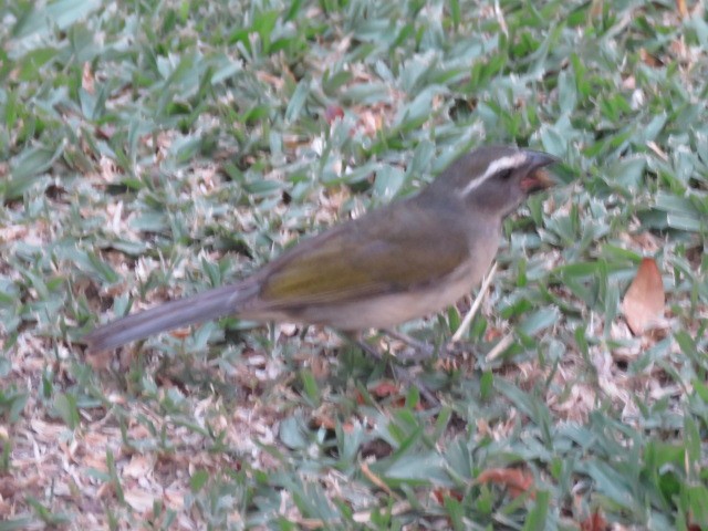 Зернолуск зеленокрилий - ML646913675