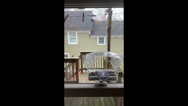 Black-capped Chickadee - ML646913677