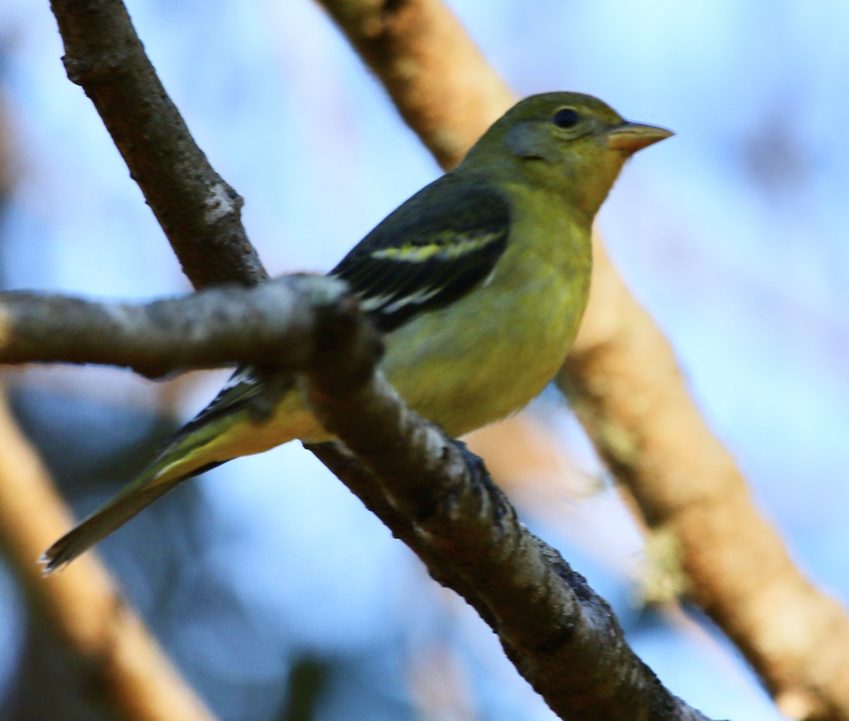 Желтоплечая пиранга - ML646913685