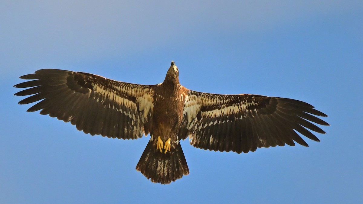 Белоголовый орлан - ML646913690