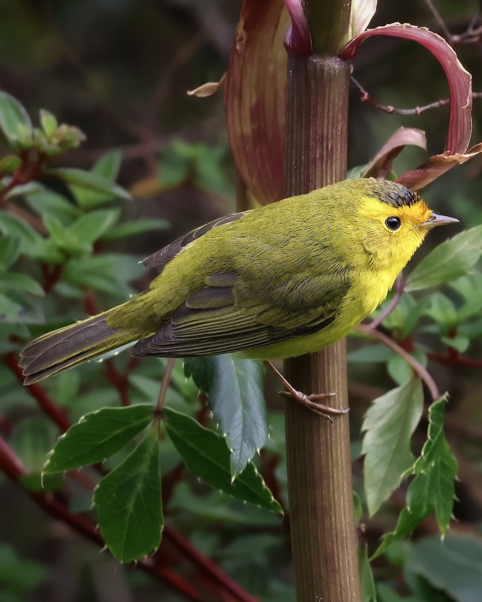 Paruline à calotte noire - ML646913705