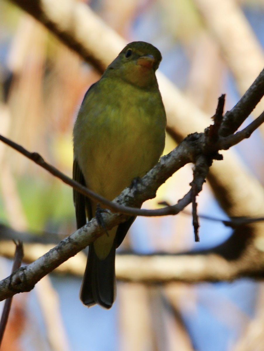 Желтоплечая пиранга - ML646913706