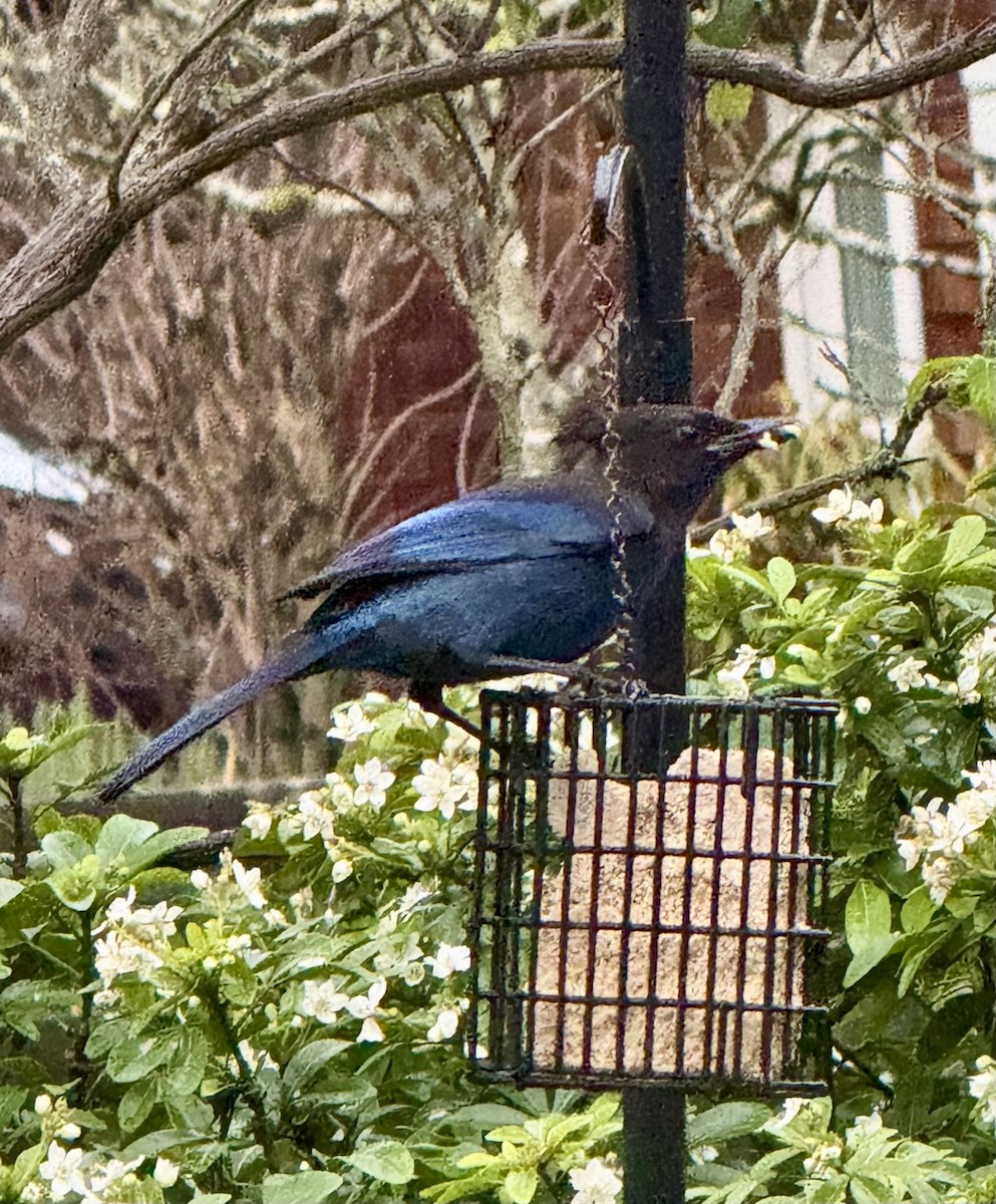 ステラーカケス - ML646913710