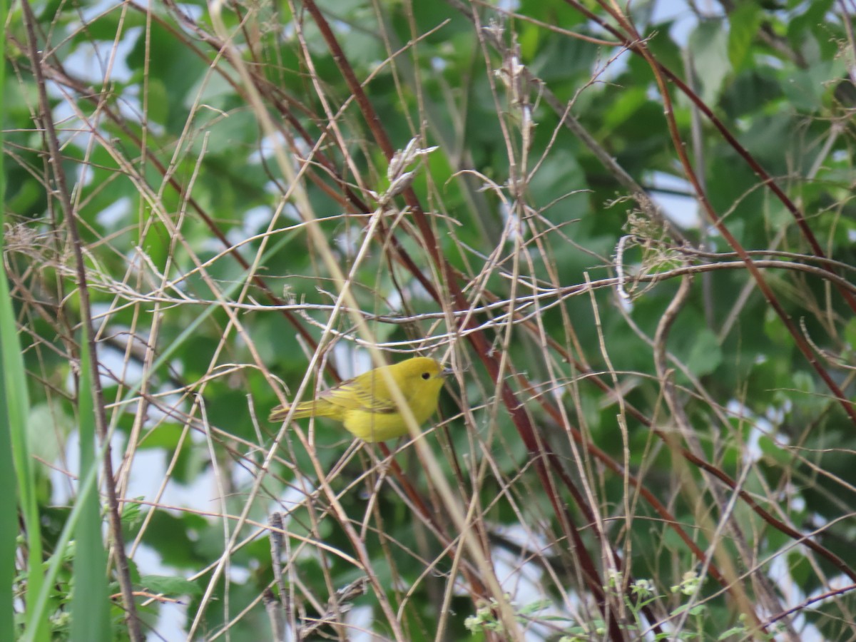 Northern Yellow Warbler - ML646913712