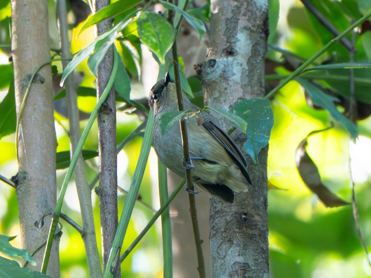 Small Niltava - ML646913713