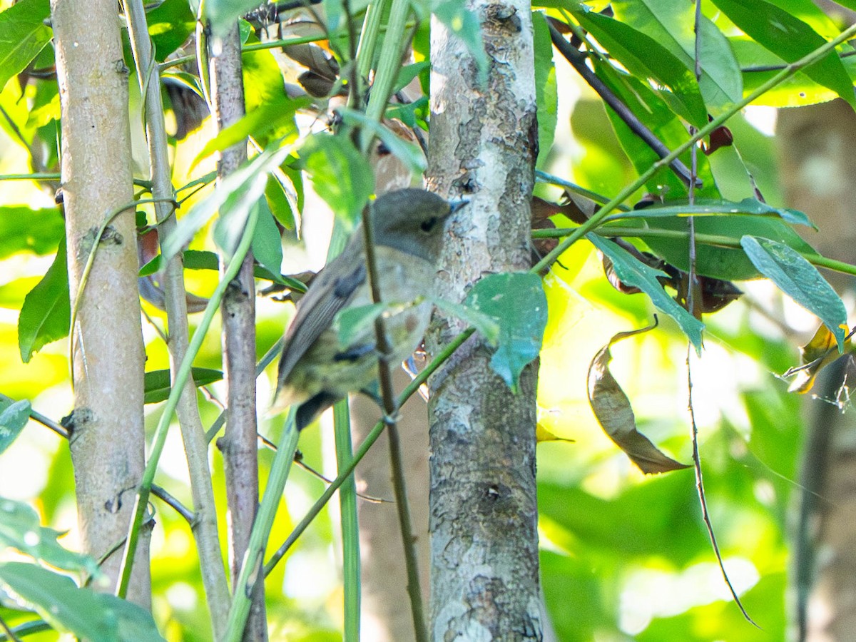 Small Niltava - ML646913714