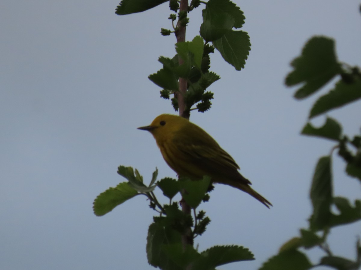 Northern Yellow Warbler - ML646913715