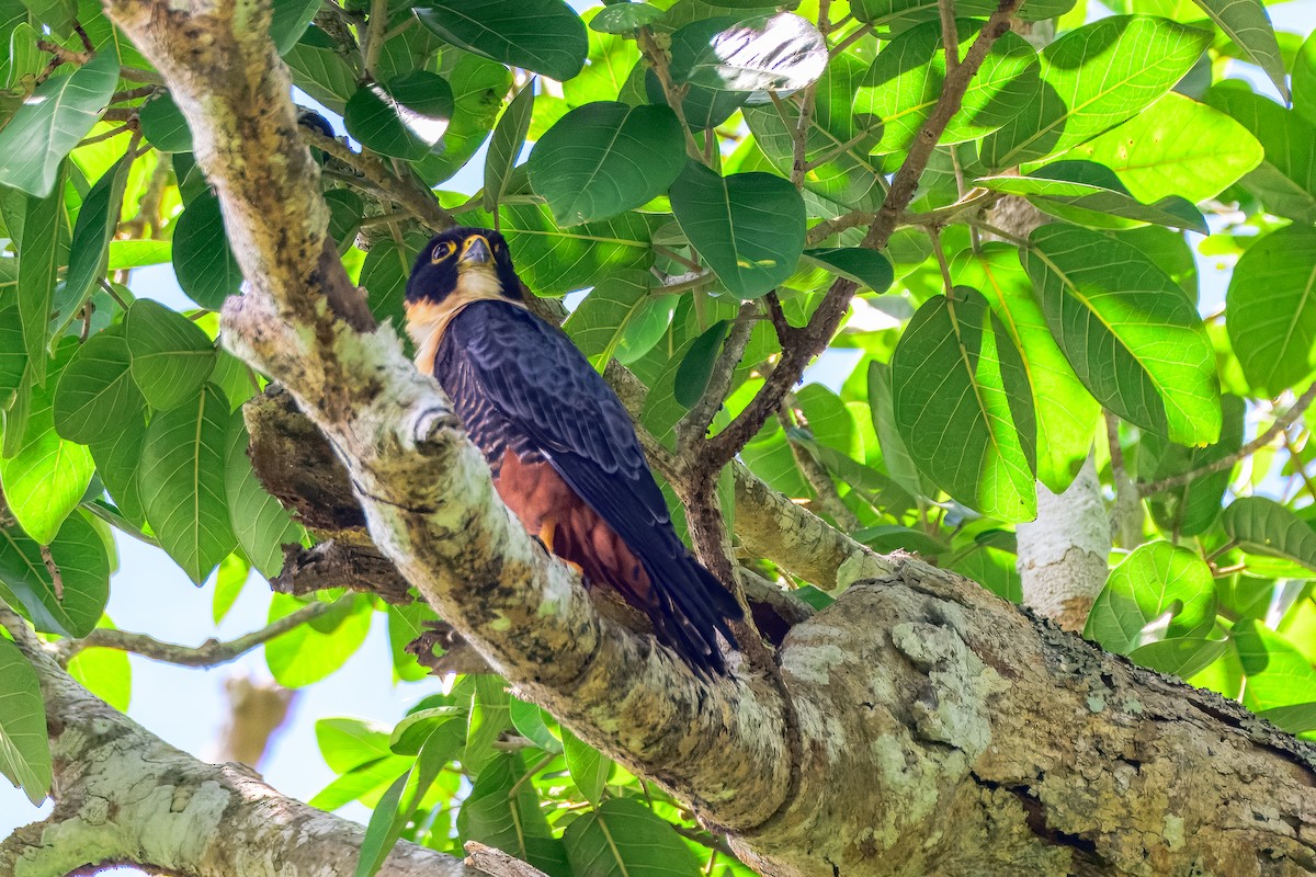 Bat Falcon - ML646913716