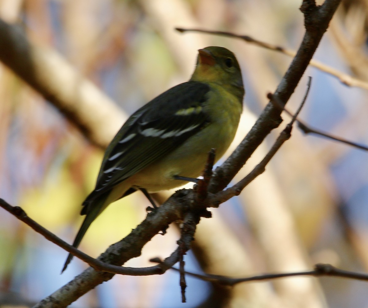 Желтоплечая пиранга - ML646913719