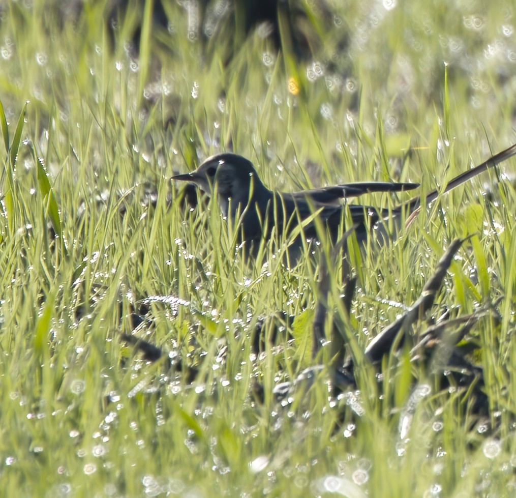 נחליאלי לבן - ML646913728