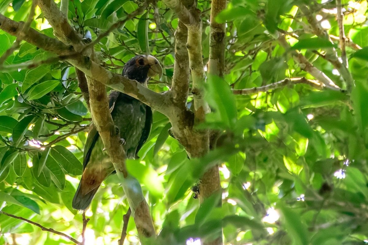 White-crowned Parrot - ML646913729