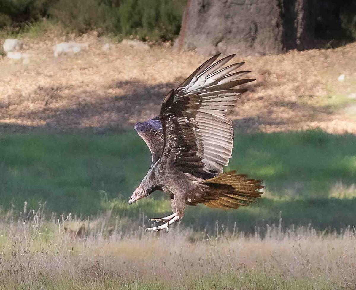 Turkey Vulture - ML646913732