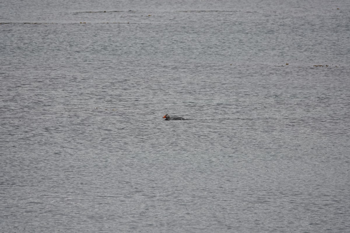 オオフナガモ - ML646913733