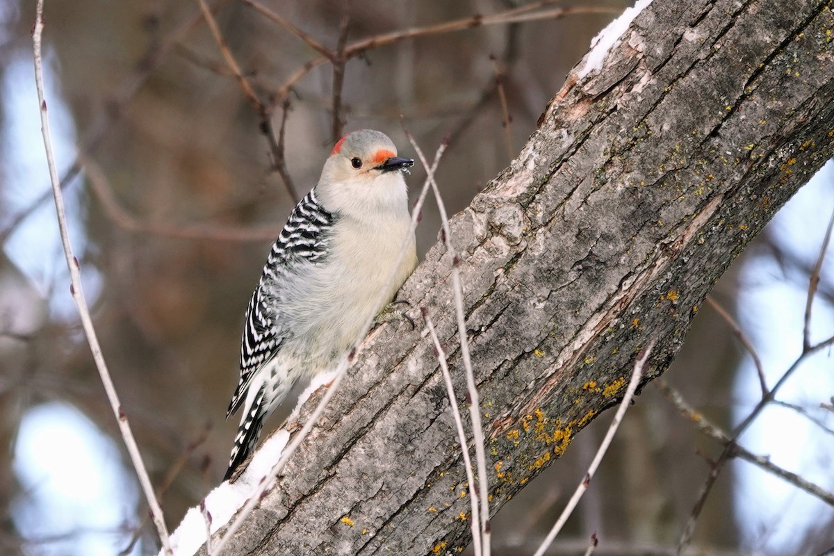 Red-bellied Woodpecker - ML646913735