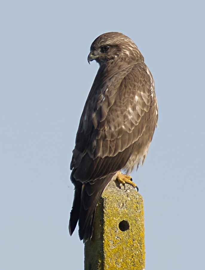 עקב חורף - ML646913738