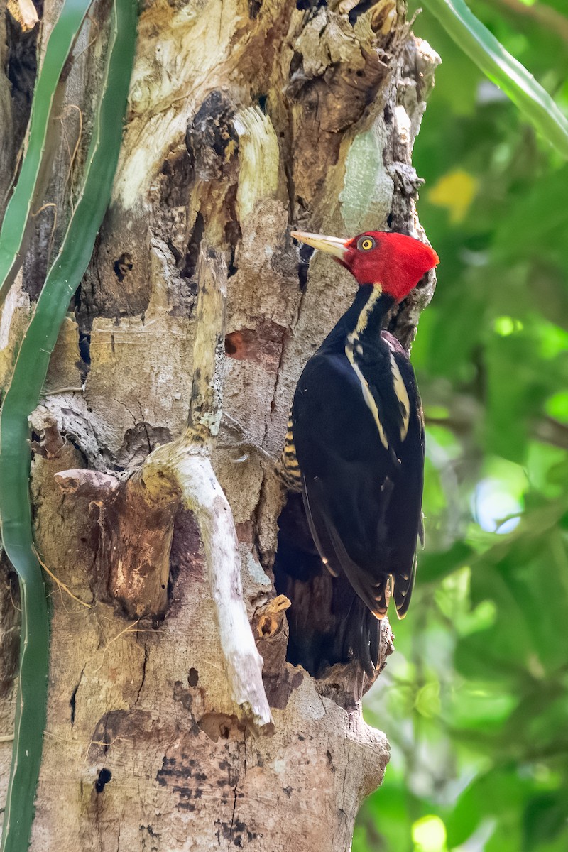 Pale-billed Woodpecker - ML646913739