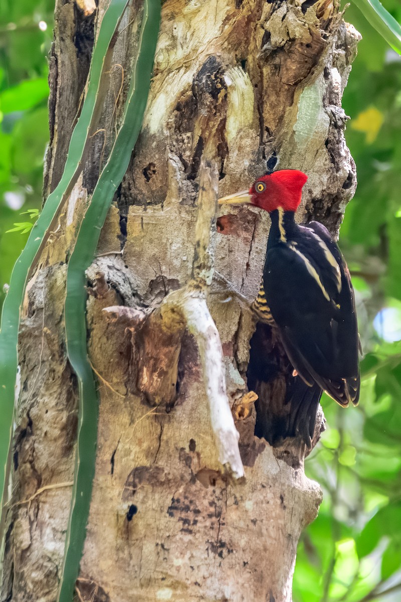 Pale-billed Woodpecker - ML646913740