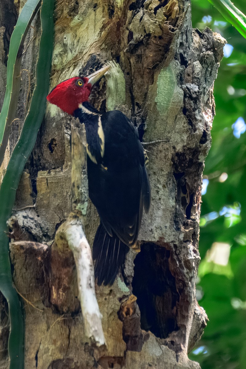 Pale-billed Woodpecker - ML646913741