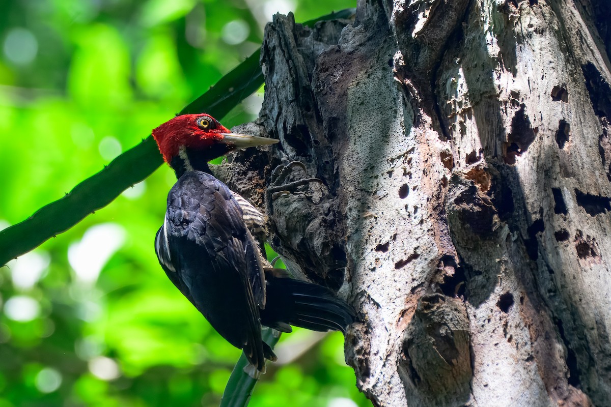 Pale-billed Woodpecker - ML646913742