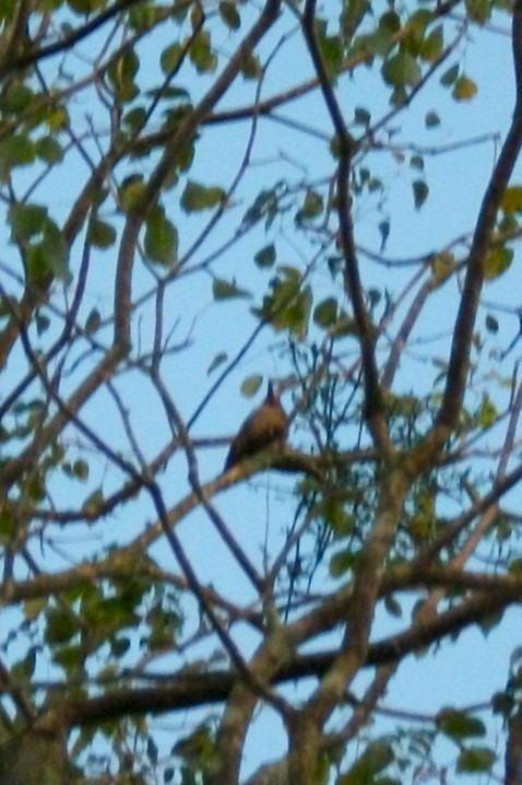 Plumbeous Pigeon - ML646913743