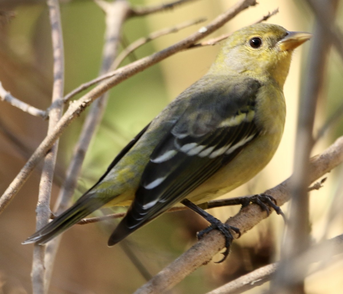 Желтоплечая пиранга - ML646913744