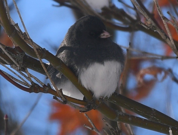 Dark-eyed Junco - ML646913747