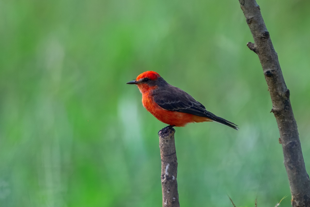 Vermilion Flycatcher - ML646913751