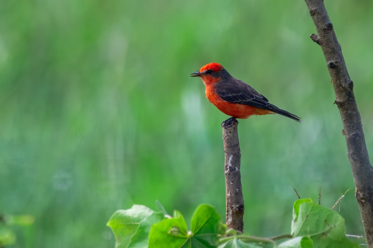 Vermilion Flycatcher - ML646913752