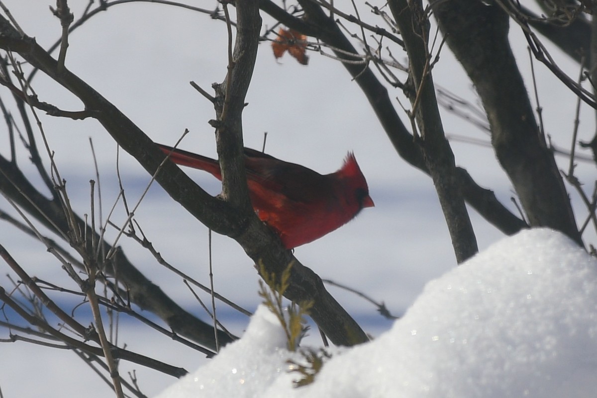 Northern Cardinal - ML646913755