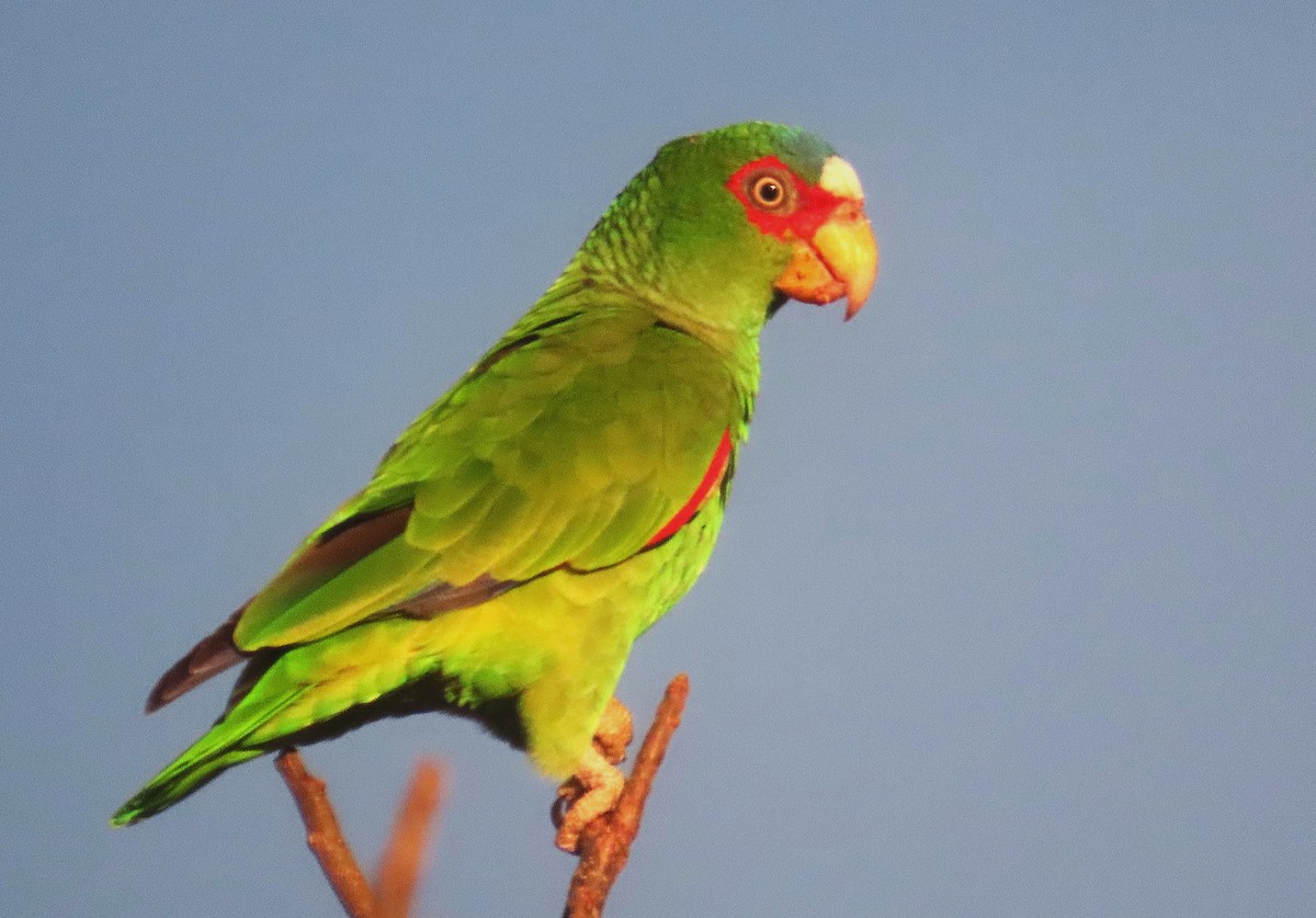 White-fronted Amazon - ML646913756