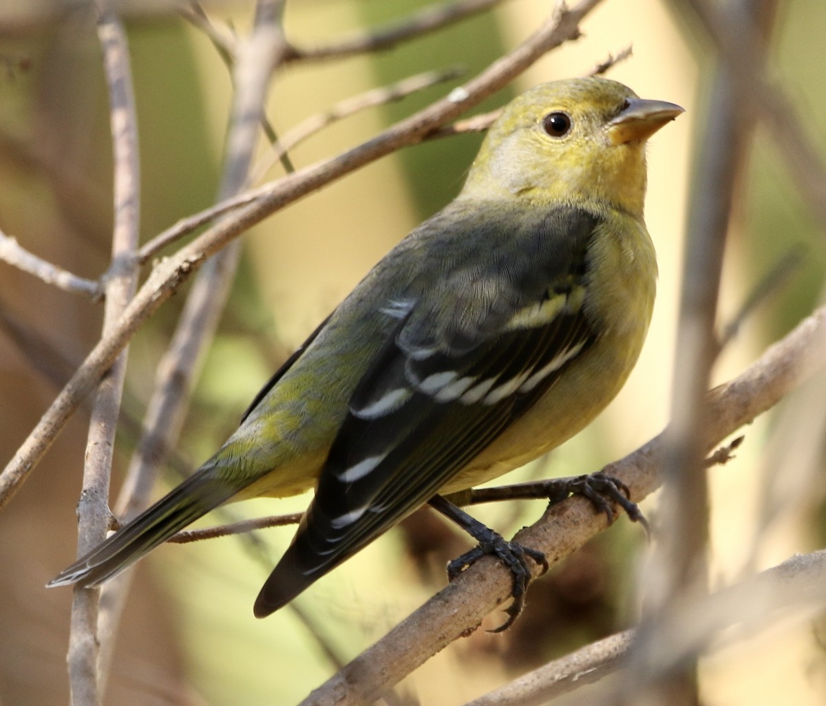 Желтоплечая пиранга - ML646913757