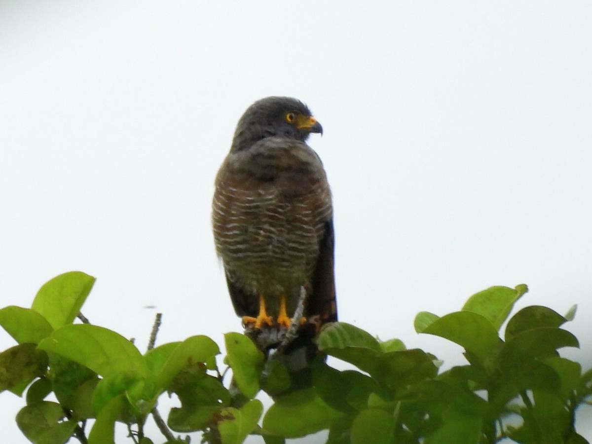 Roadside Hawk - ML646913763