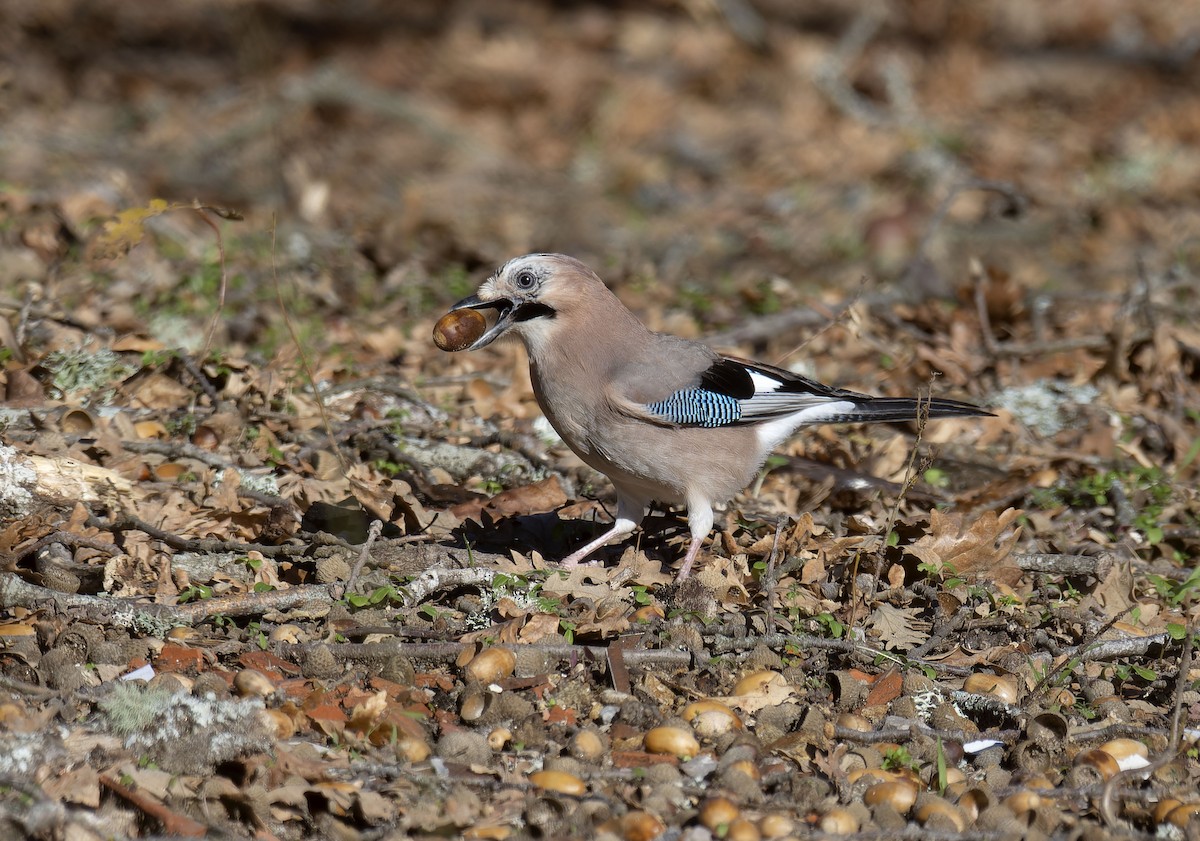 nøtteskrike - ML646913765