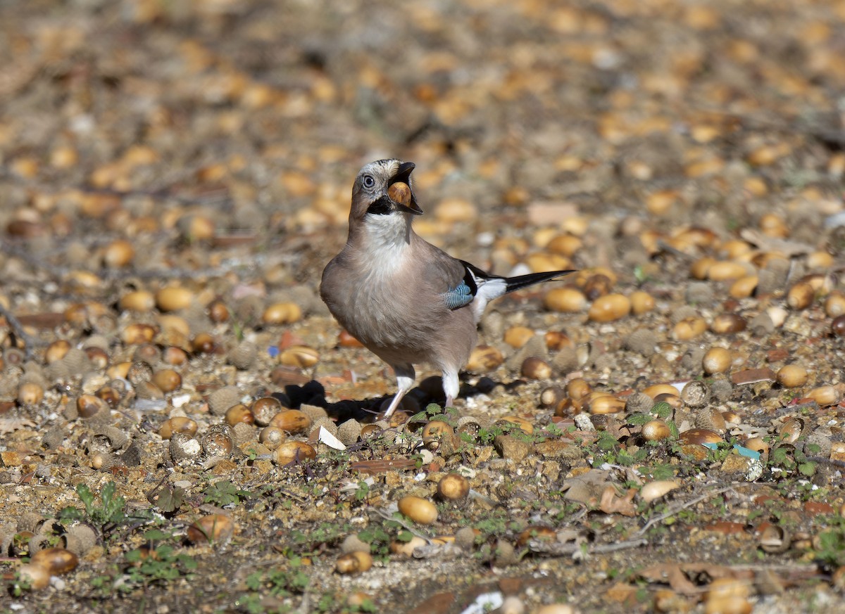 nøtteskrike - ML646913766