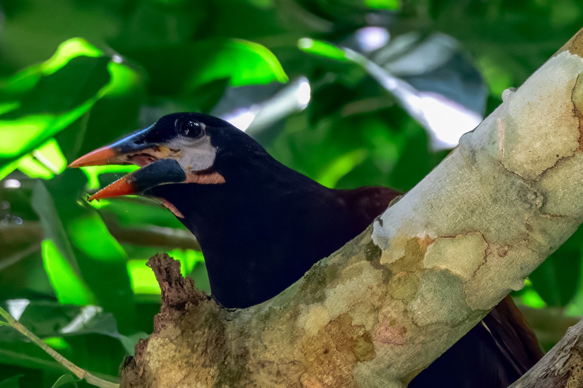 Montezuma Oropendola - ML646913773