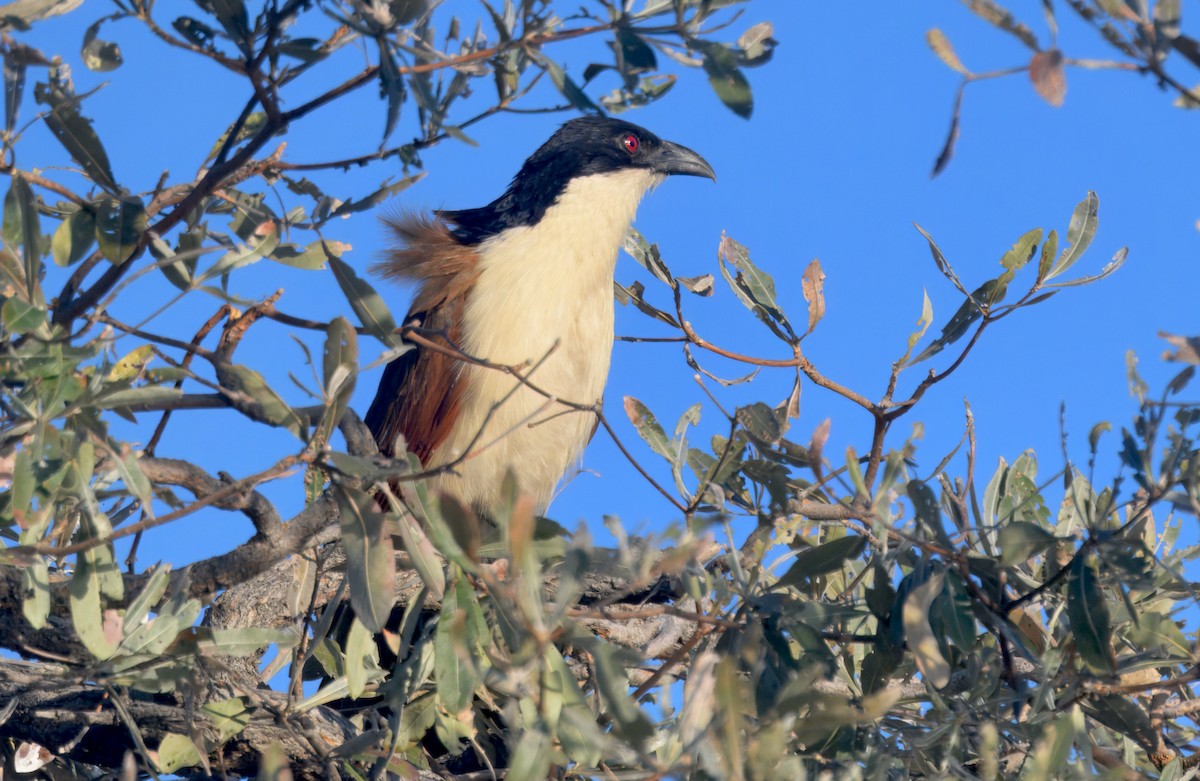Коукал ангольський - ML646913774