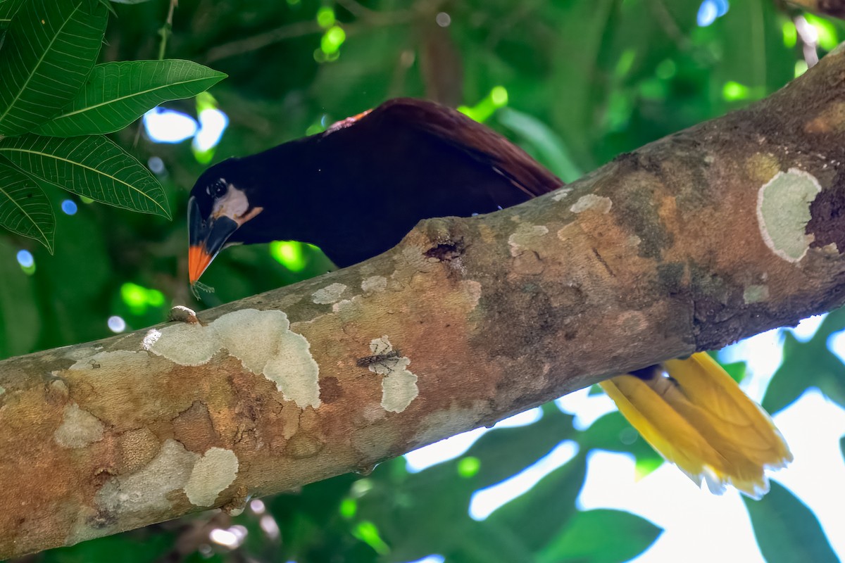 Montezuma Oropendola - ML646913775