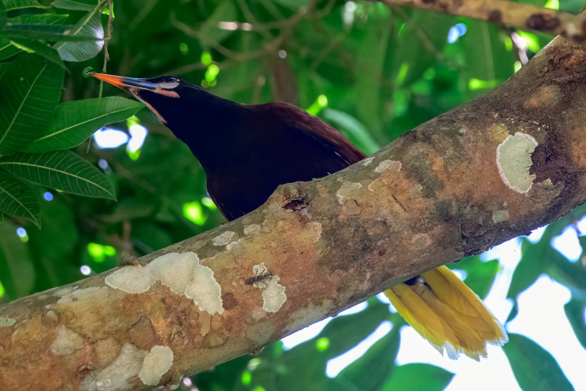 Montezuma Oropendola - ML646913776