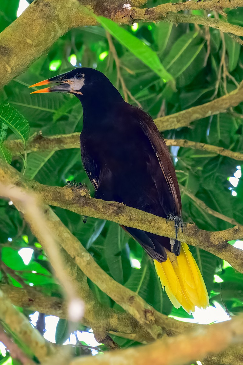 Montezuma Oropendola - ML646913777
