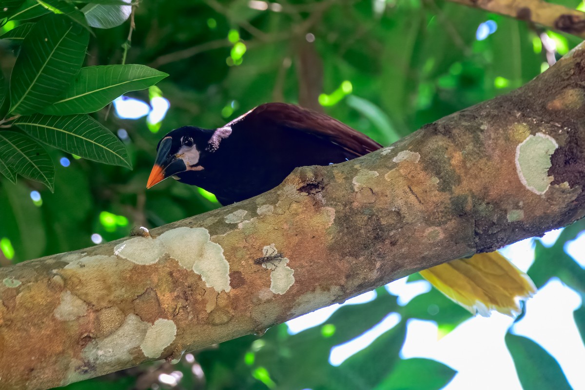 Montezuma Oropendola - ML646913778