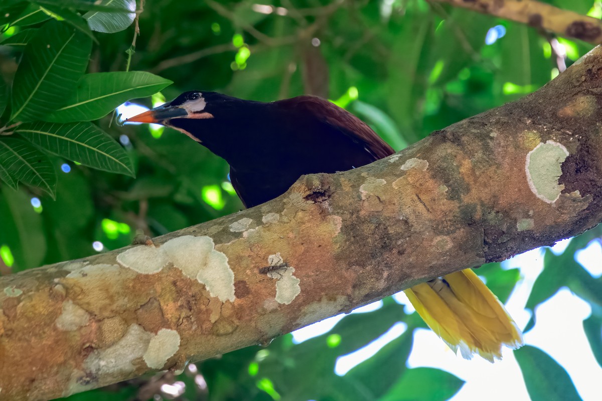 Montezuma Oropendola - ML646913779