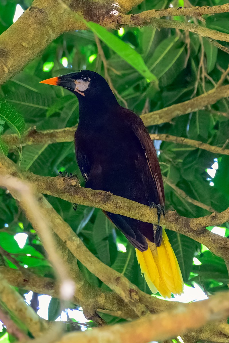 Montezuma Oropendola - ML646913780
