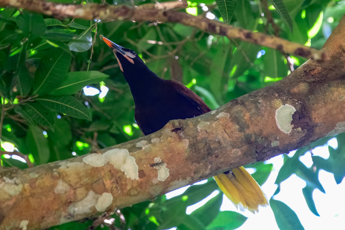 Montezuma Oropendola - ML646913781