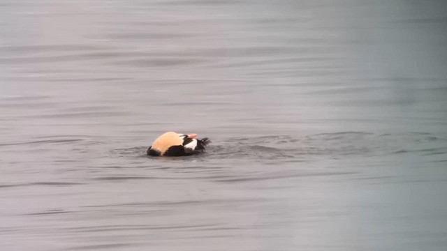 אדרית מלכותית - ML646913782