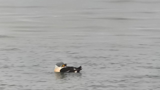 אדרית מלכותית - ML646913784