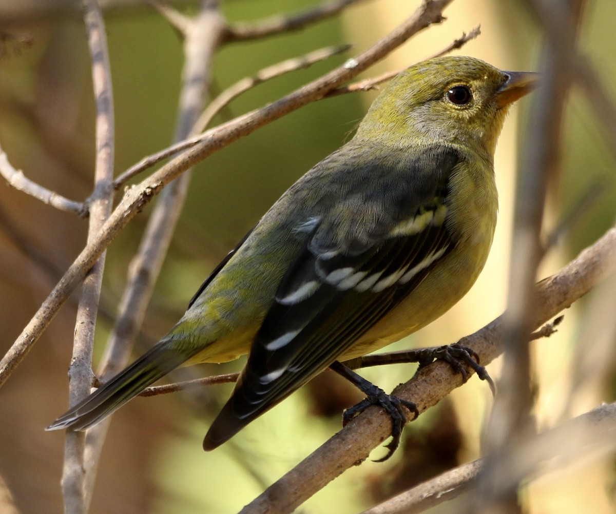 Желтоплечая пиранга - ML646913786