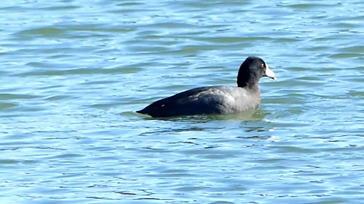 amerikasothøne - ML646913788