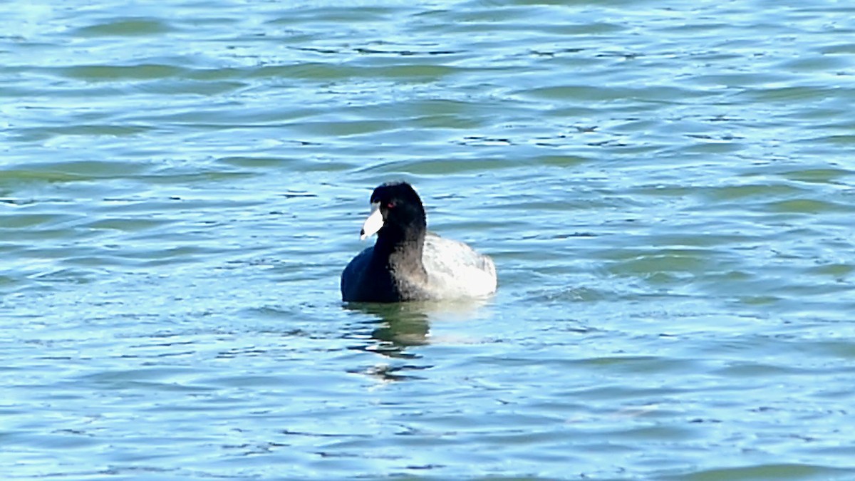 amerikasothøne - ML646913789